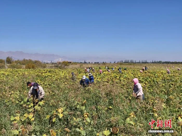 盘活闲劳力 内蒙古乡村 “二闺女” 带出四千乡邻务工团