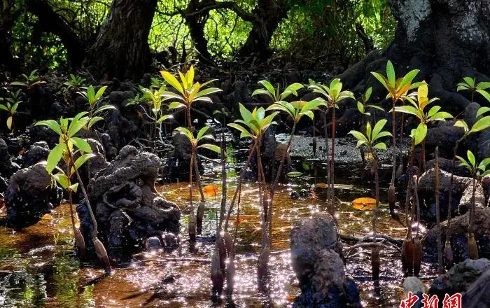 海南多地发布公告：禁止在红树林保护地违规赶海