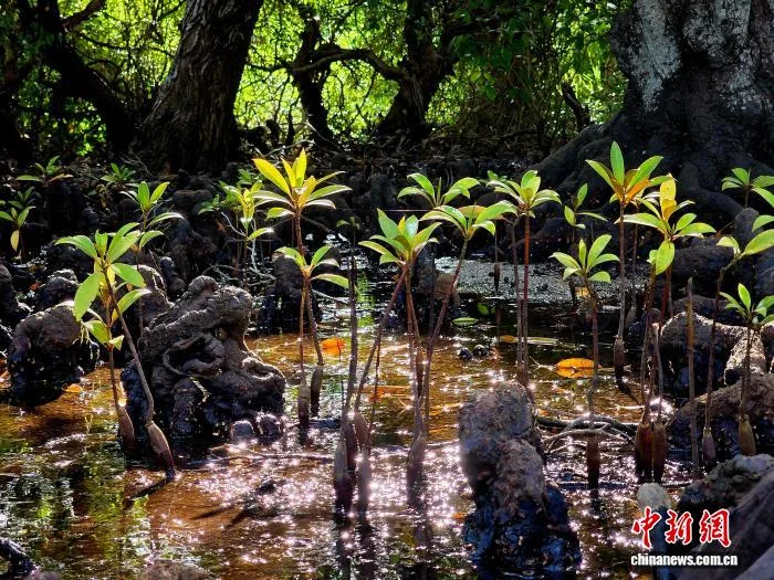 海南多地发布公告:禁止在红树林保护地违规赶海